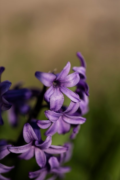 Assortment of beautiful blurred flowers in nature