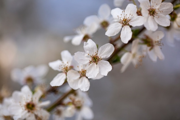 Free photo assortment of beautiful blurred flowers in nature