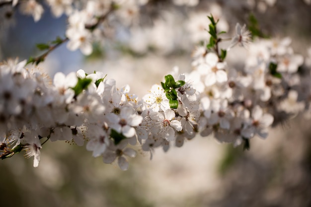 Assortment of beautiful blurred flowers in nature