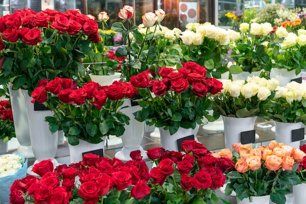 Free Photo assortment of elegant red flowers