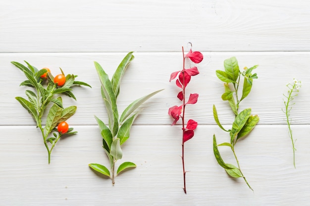 Free Photo assortment of plants on table