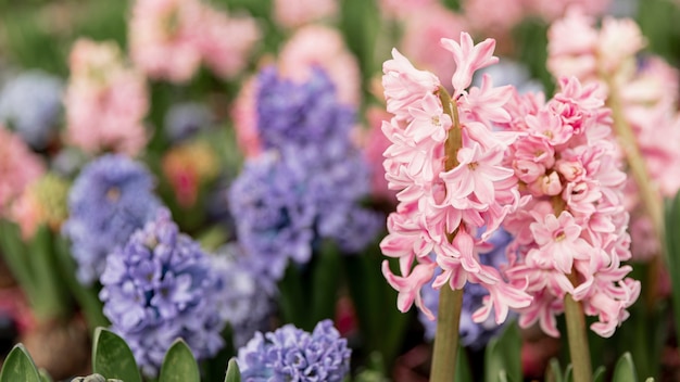 Free photo assortment with colourful hyacinths