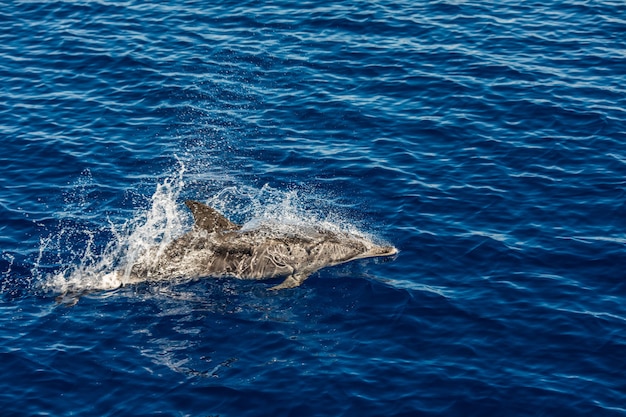 Atlantic striped dolphins near the Azores Island. Dolphin in the ocean waves