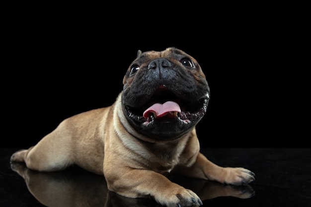 Free Photo attented. young french bulldog is posing. cute doggy or pet is playing, running and looking happy isolated on black background. studio photoshot. concept of motion, movement, action. copyspace.