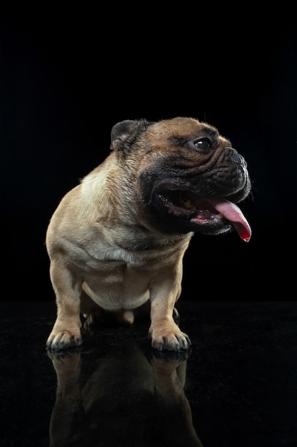 Attented. Young French Bulldog is posing. Cute doggy or pet is playing, running and looking happy isolated on black background. Studio photoshot. Concept of motion, movement, action. Copyspace.