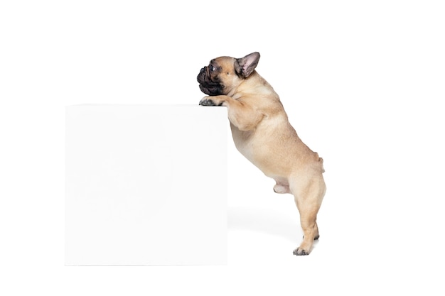 Free Photo attented. young french bulldog is posing. cute doggy or pet is playing, running and looking happy isolated on white background. studio photoshot. concept of motion, movement, action. copyspace.