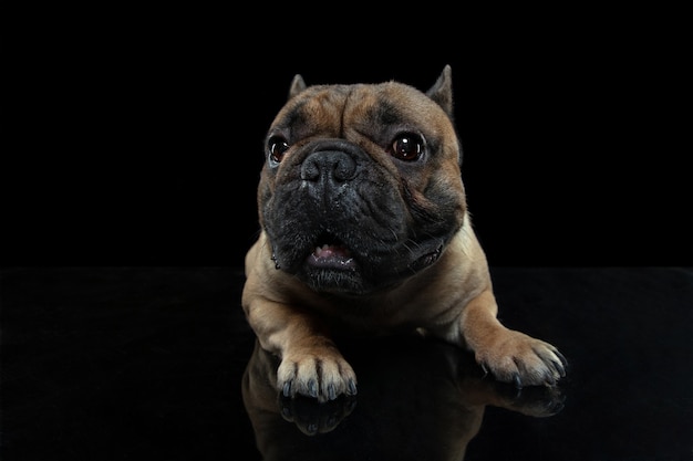 Free photo attention. young french bulldog is posing isolated on black wall.