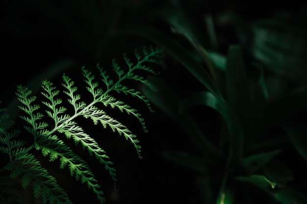 Attractive green leaf on dark background