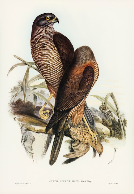 Australian Goshawk (Astur approximans) illustrated by Elizabeth Gould 