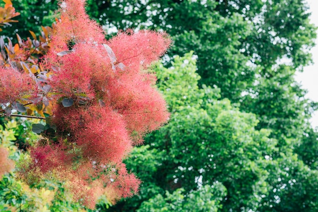 Australian shrub smoke tree