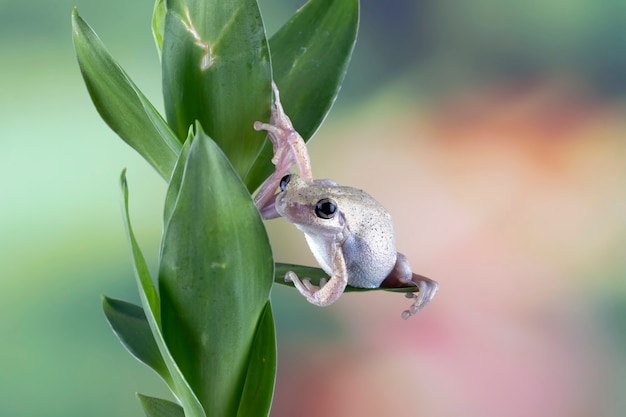 Australian tree frog closeup on green leaves Desert tree frog closeup