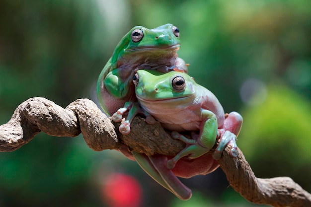 Australian white tree frog on branch