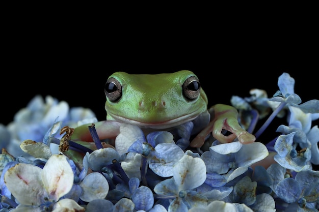 Free photo australian white tree frog closeup on flower