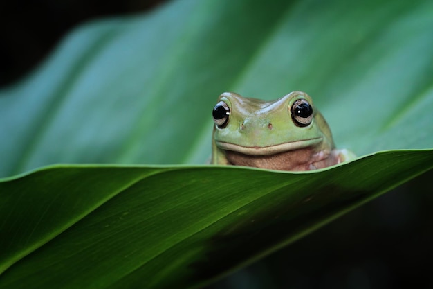 Free photo australian white tree frog on leaves dumpy frog on branch animal closeup amphibian closeup