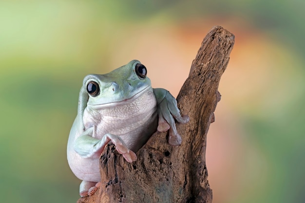 Free photo australian white tree frog on leaves dumpy frog on branch