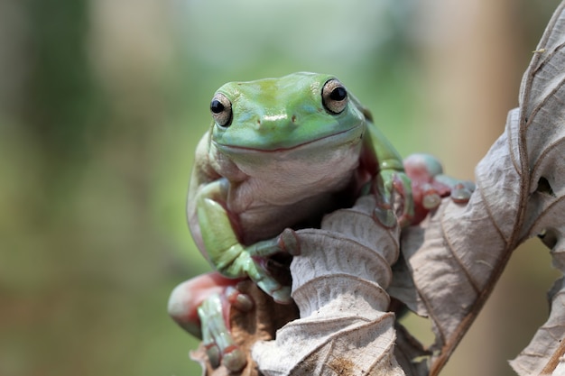 Free photo australian white tree frog on leaves dumpy frog on branch