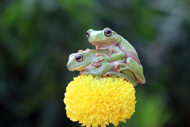 Free photo australian white tree frog on leaves dumpy frog on flower