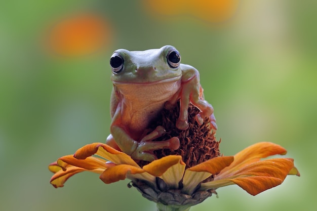 Free Photo australian white tree frog sitting on flower