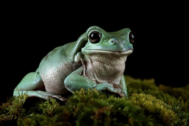 Australian white tree frog on wood dumpy frog on branch Tree frog on leaves