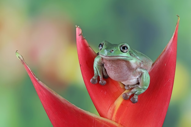 Free Photo australian white tree frog on wood dumpy frog on branch