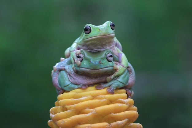 Free photo australian white tree frog on yellow bud dumpy frog on branch