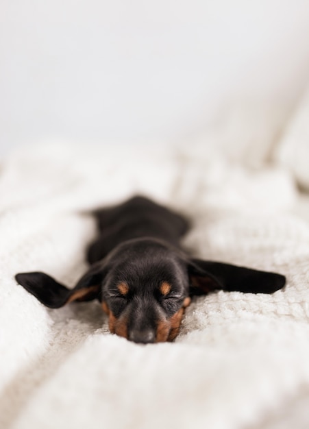 Austrian Black and Tan Hound puppy sleeping