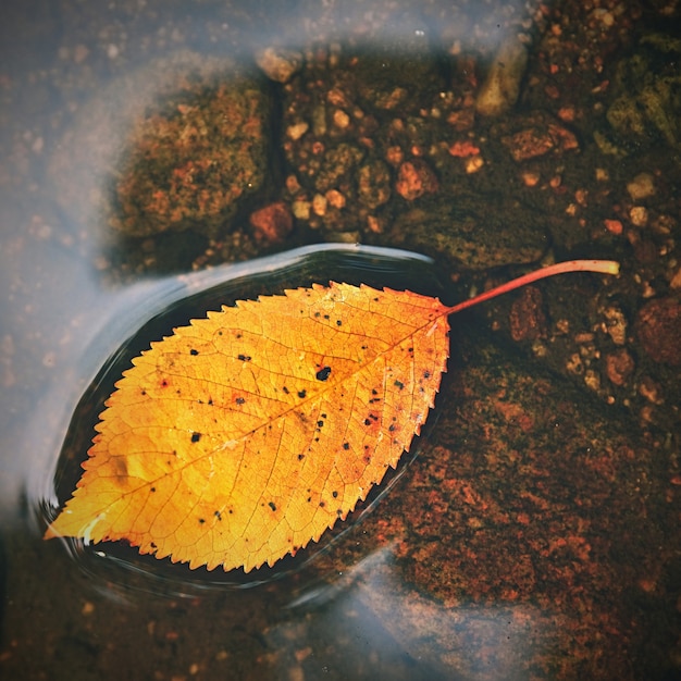 Free photo autumn. a beautiful colorful leaf in the creek. natural seasonal colored background