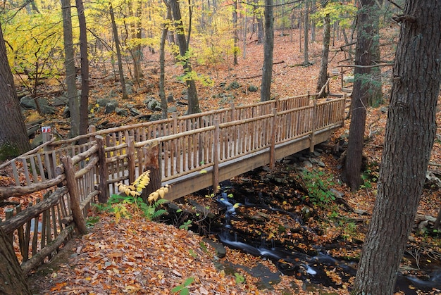 Autumn Bridge