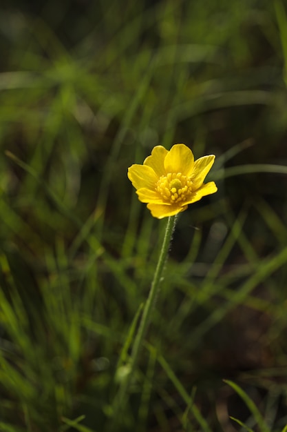 Autumn buttercup, Golden button, Ranunculus bullatus