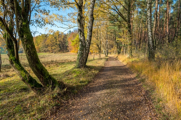 Free photo autumn colors in teh odenwald