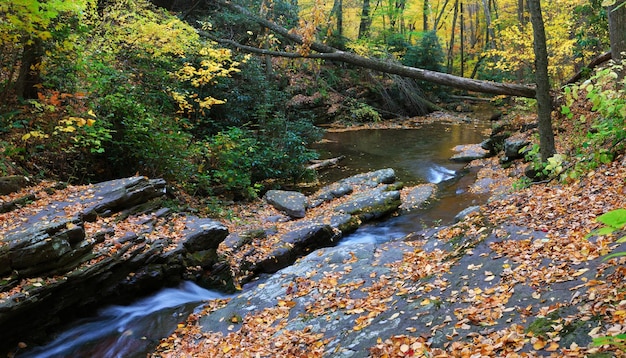 Autumn creek closeup panorama with yellow maple trees and foliage on rocks in forest with tree branches.