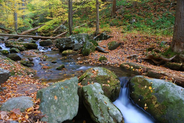 Autumn creek closeup with yellow maple trees and foliage on rocks in forest with tree branches.