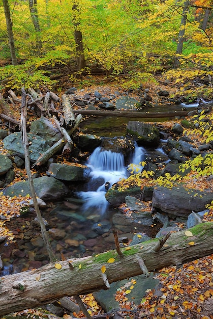 Autumn creek in forest with tree branches