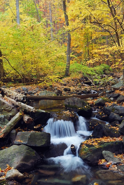 Free Photo autumn creek in forest