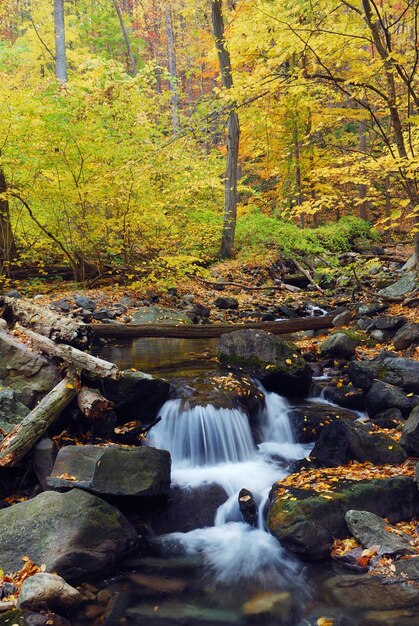 Autumn creek in forest