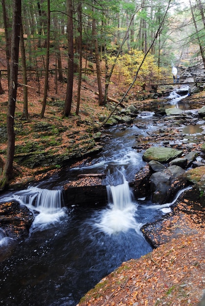 Autumn creek in woods with foliage