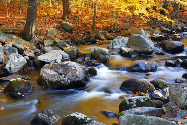 Autumn creek woods