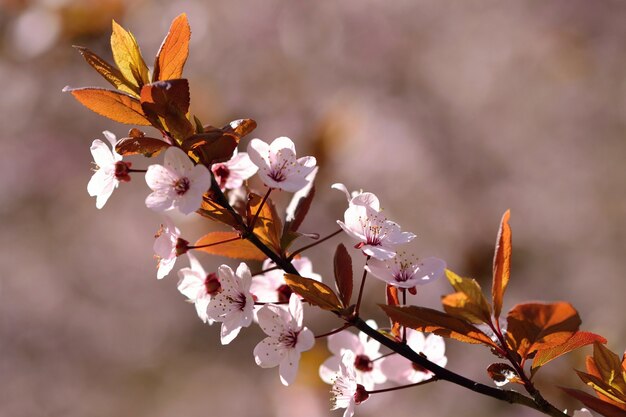 "Autumn flowers on branch"