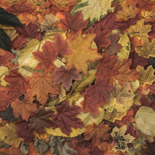 Free photo autumn foliage scattered on space