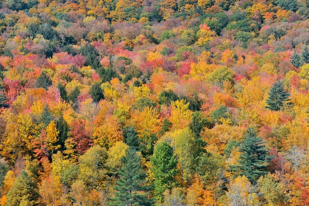 Autumn forest abstract background from Stowe, Vermont