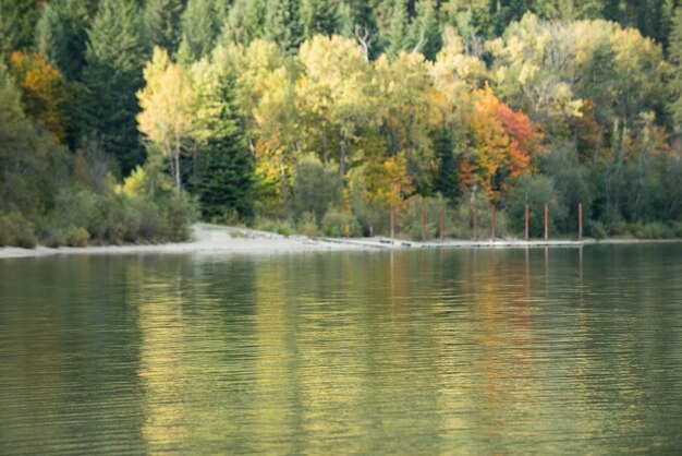 Autumn forest and river in the fall season