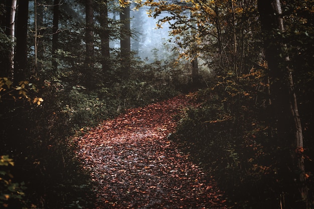 Free photo autumn forest with dry leaves