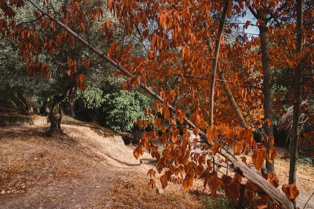 Autumn forest