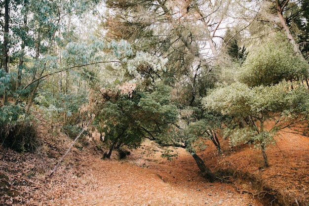 Autumn forest