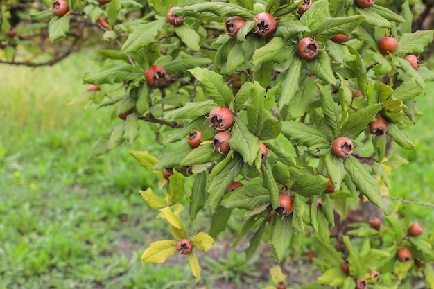 Autumn fruits hanging on a tree branch in the garden.