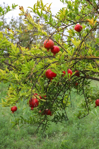 Autumn fruits hanging on a tree branch in the garden.