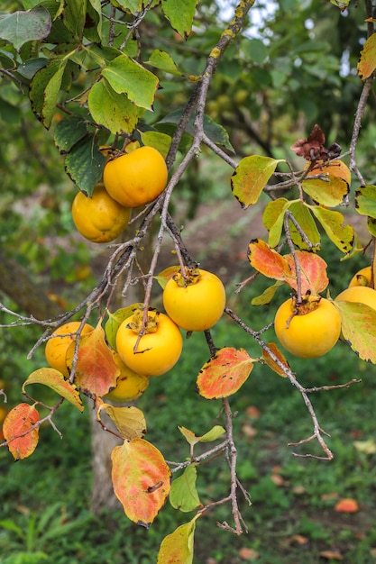 Free photo autumn fruits hanging on a tree branch in the garden.