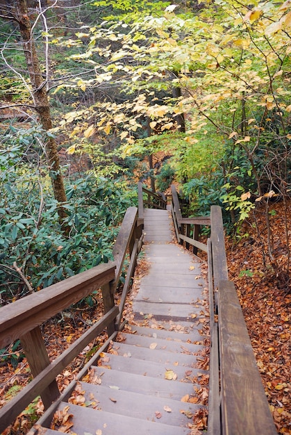 Free photo autumn hiking trail