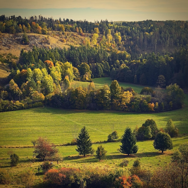 Autumn landscape Beautiful colorful leaves in nature with the sun Seasonal concept outdoors in autumn park