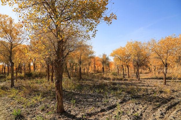 Free photo autumn landscape view